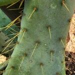 Opuntia engelmannii Foglia