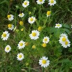 Anthemis cotula Blüte