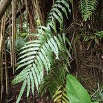 Stenochlaena tenuifolia অভ্যাস