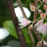Syzygium cordemoyi Flor