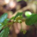 Pilea urticifolia