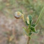 Medicago littoralis Fruit