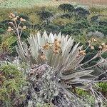 Espeletia grandiflora Hoja