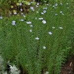 Linum usitatissimum Habitatea