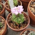 Gymnocalycium anisitsii Hábito