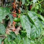 Plukenetia volubilis Fruit