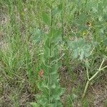 Silphium radula 整株植物