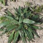 Plantago serraria Habitus