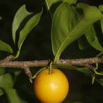 Ximenia americana Fruit