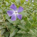 Vinca major Cvet