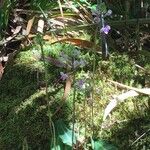 Cynorkis ridleyi Habitatea