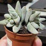 Crassula deceptor Leaf