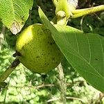 Juglans regia Плод