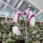 Phalaenopsis spp.花