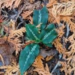 Goodyera oblongifolia Leaf