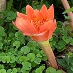 Haemanthus coccineus Flor