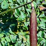 Oroxylum indicum Froito