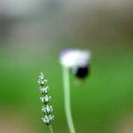 Lavandula latifolia Blad