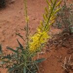 Stanleya pinnata Flor