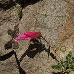 Penstemon rupicola Hábito