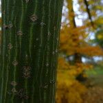 Acer rufinerve പുറംതൊലി