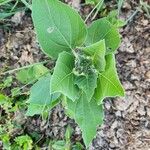 Astripomoea lachnosperma Leaf