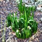 Leucojum aestivum Hábitos