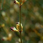Ephedra viridis Owoc