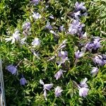 Phlox subulata عادت داشتن