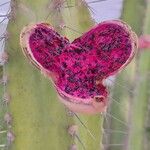 Cereus hexagonus Fruit