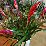 Billbergia nutans Blatt