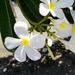 Plumeria alba花