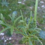 Ranunculus arvensis Лист
