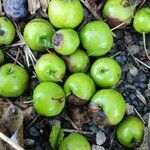 Malus ioensis Fruit