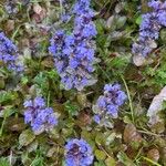 Ajuga pyramidalisFlower