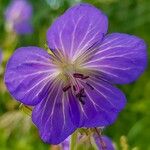 Geranium pratense Λουλούδι