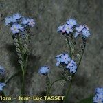 Myosotis corsicana Habitus