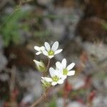 Saxifraga bulbifera Kwiat