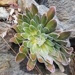 Saxifraga cotyledon 葉