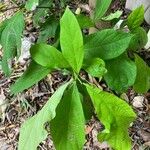 Citharexylum spinosum Folha