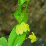 Euonymus americanusFlower