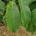 Juglans regia पत्ता