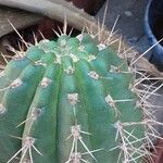 Leucostele terscheckii Drugo