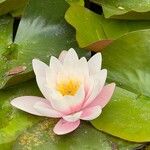 Nymphaea alba Leaf