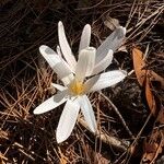 Colchicum hierosolymitanumFlower