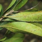 Nectandra turbacensis Hoja