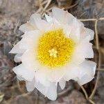Tephrocactus alexanderi Flor