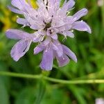 Scabiosa columbariaBlomst