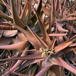 Aloe vera Leaf