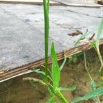 Echinochloa muricata Blad